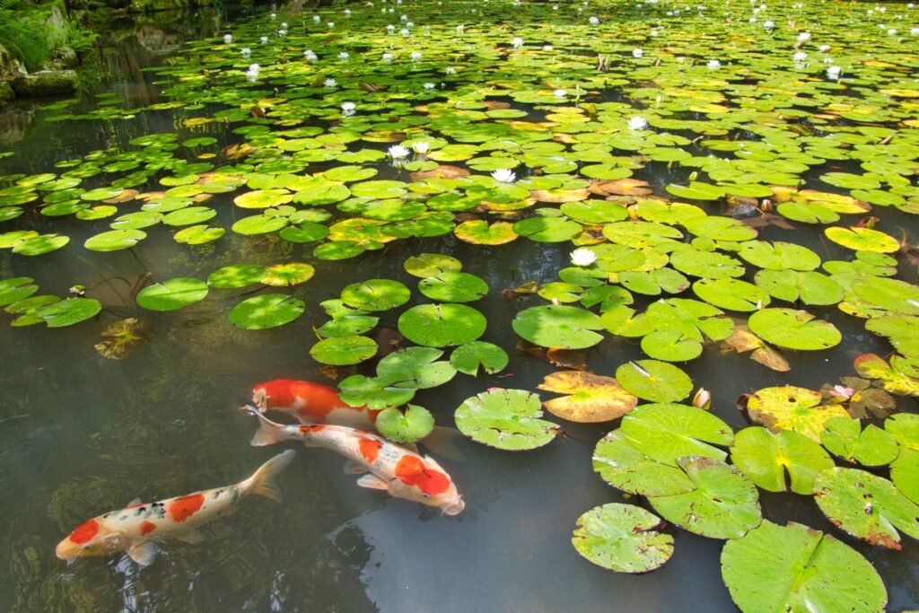 卍 타네 절 (타네지) 이미지 6